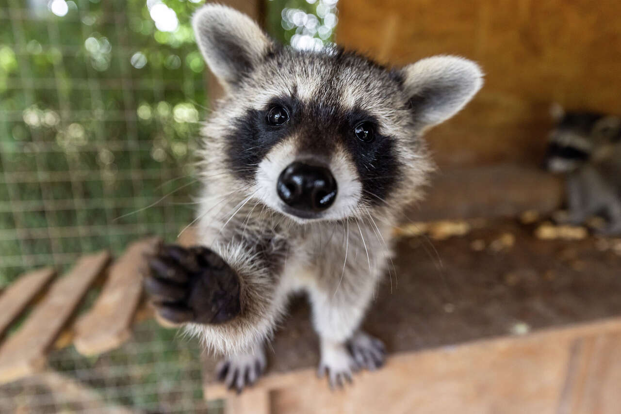 No, it's not legal to own a pet raccoon in Texas-no matter how cute