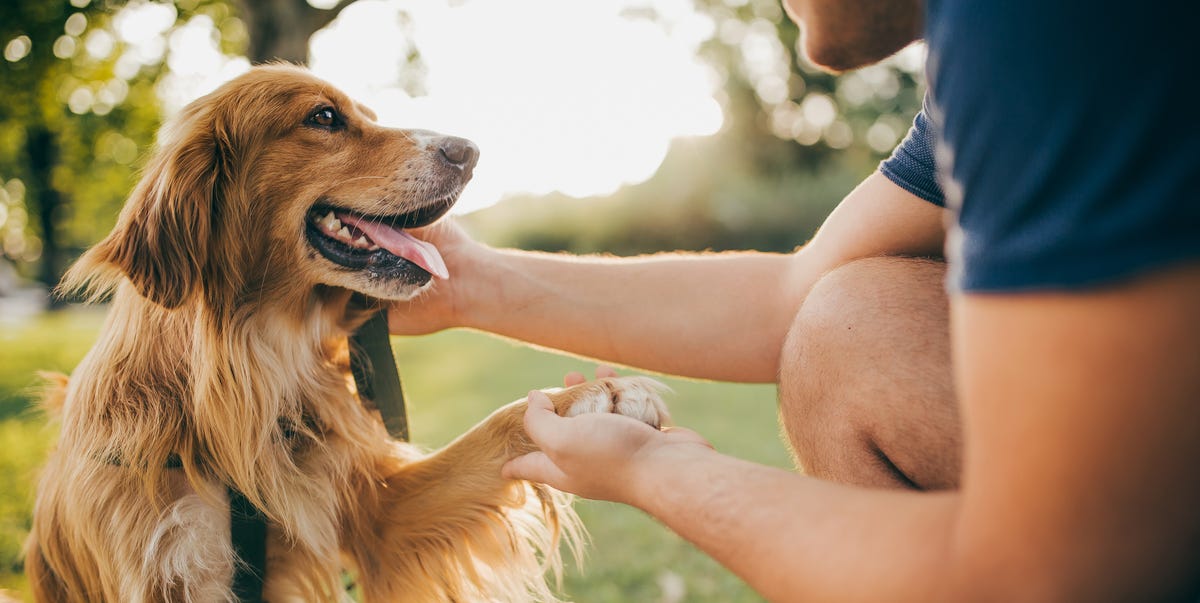 These super smart dog breeds are always one paw ahead