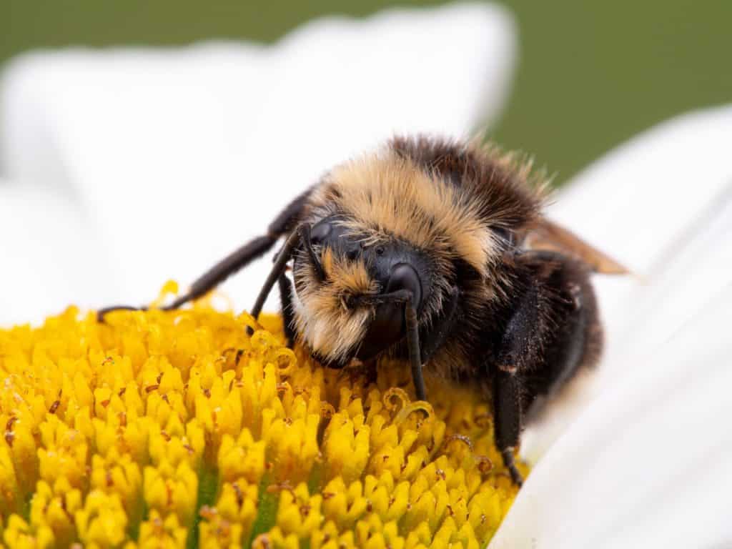 yellow-faced bumblebee (Bombus vosnesenskii) on a daisy flower, 3/4 view. This is the most common species of bumblebee on the west coast of North America
