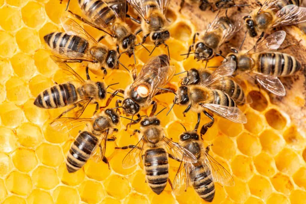 the queen (apis mellifera) marked with dot and bee workers around her - bee colony life