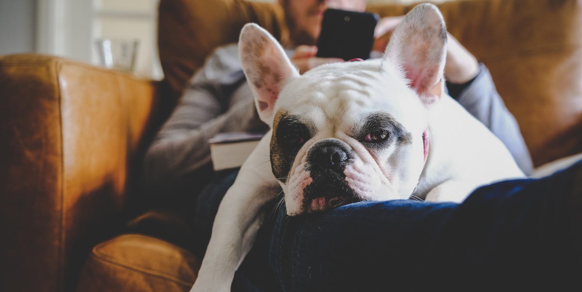 These adorable lap dogs were basically born to snuggle