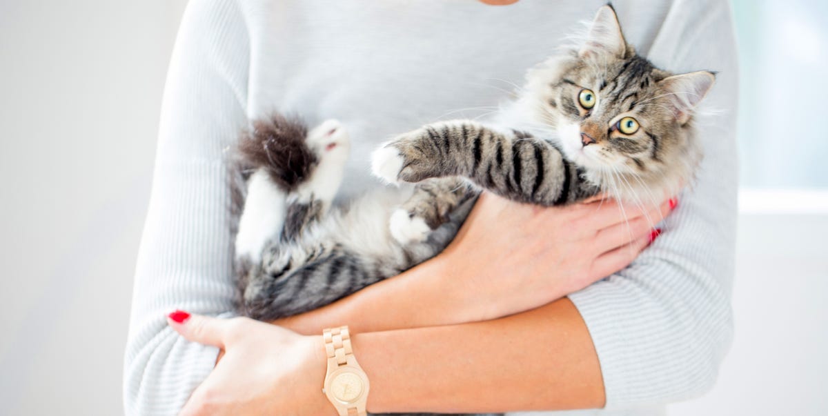 Love cats but have allergies? These breeds might work for you