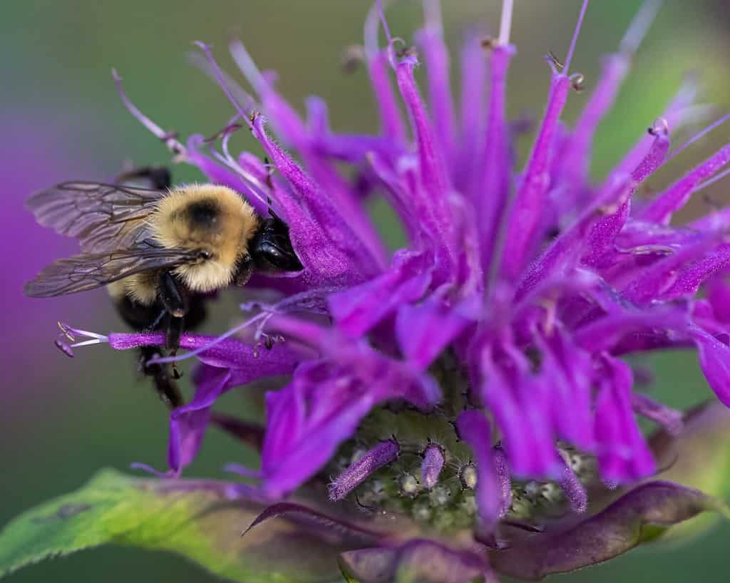 A common eastern bumblebee gathering nectar from bee balm.