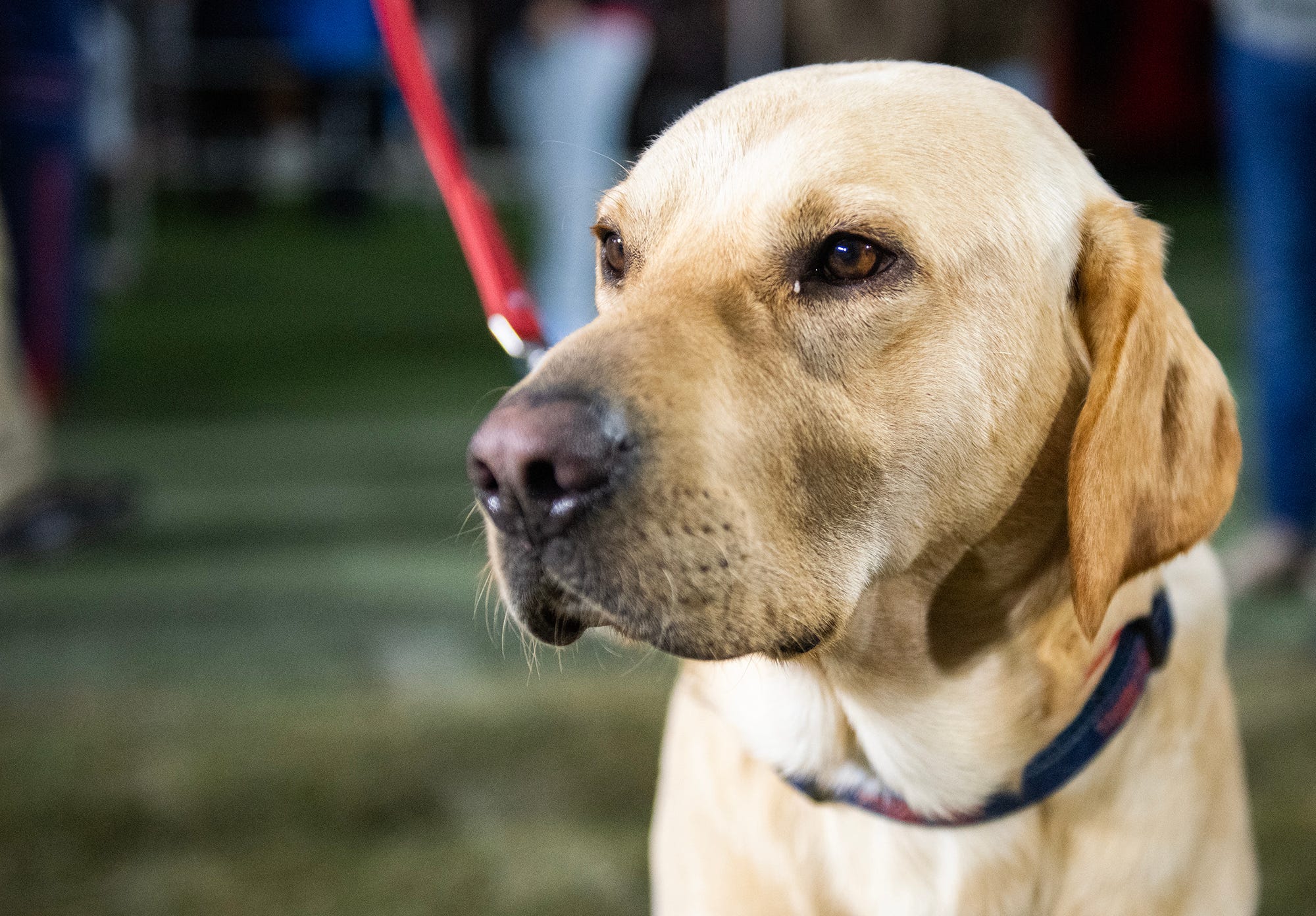Juice Kiffin pupdate: Dog will join Lane Kiffin and family at LSU