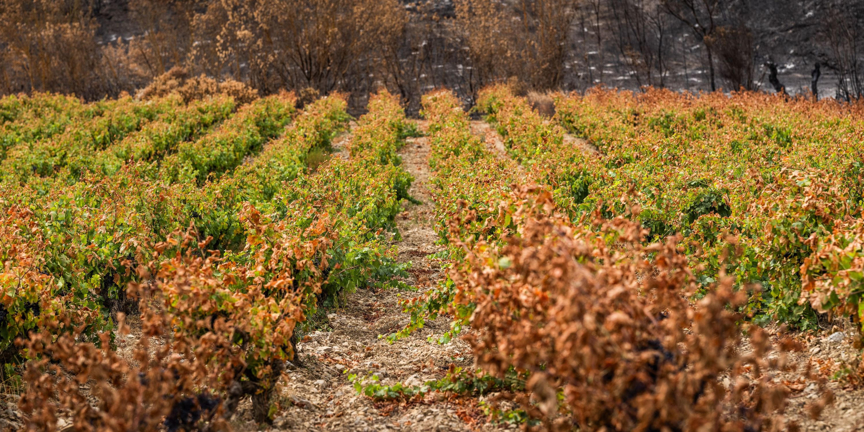 «C&rsquo;est un peu léger» : à Bordeaux, les vignerons réagissent au plan de