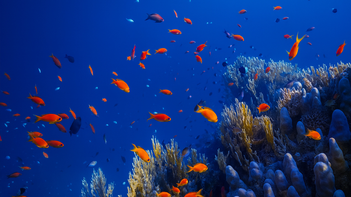 The Hidden Colors of the Ocean