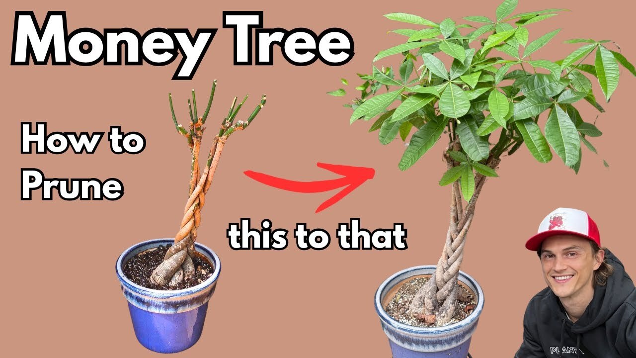 Money tree care: How to prune for a lush, bushy houseplant