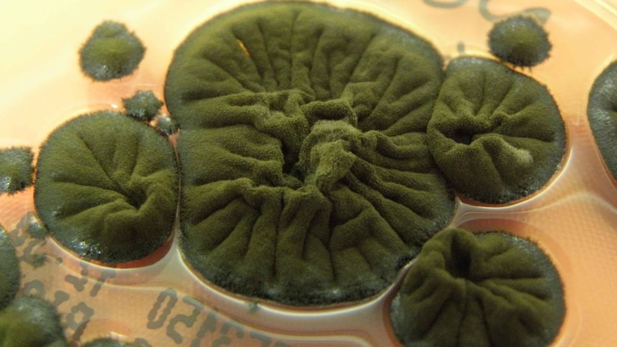 Chernobyl Fungus Appears to Have Evolved an Incredible Ability
