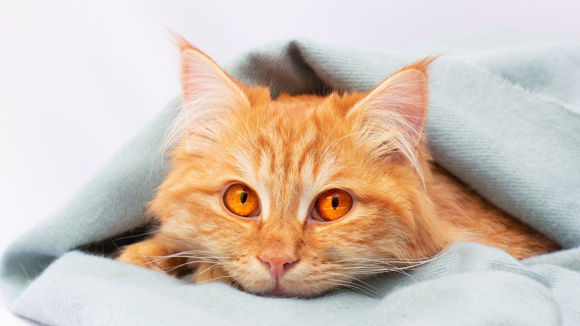 Weird Cat Habits That Make Sense Only To Other Cat People