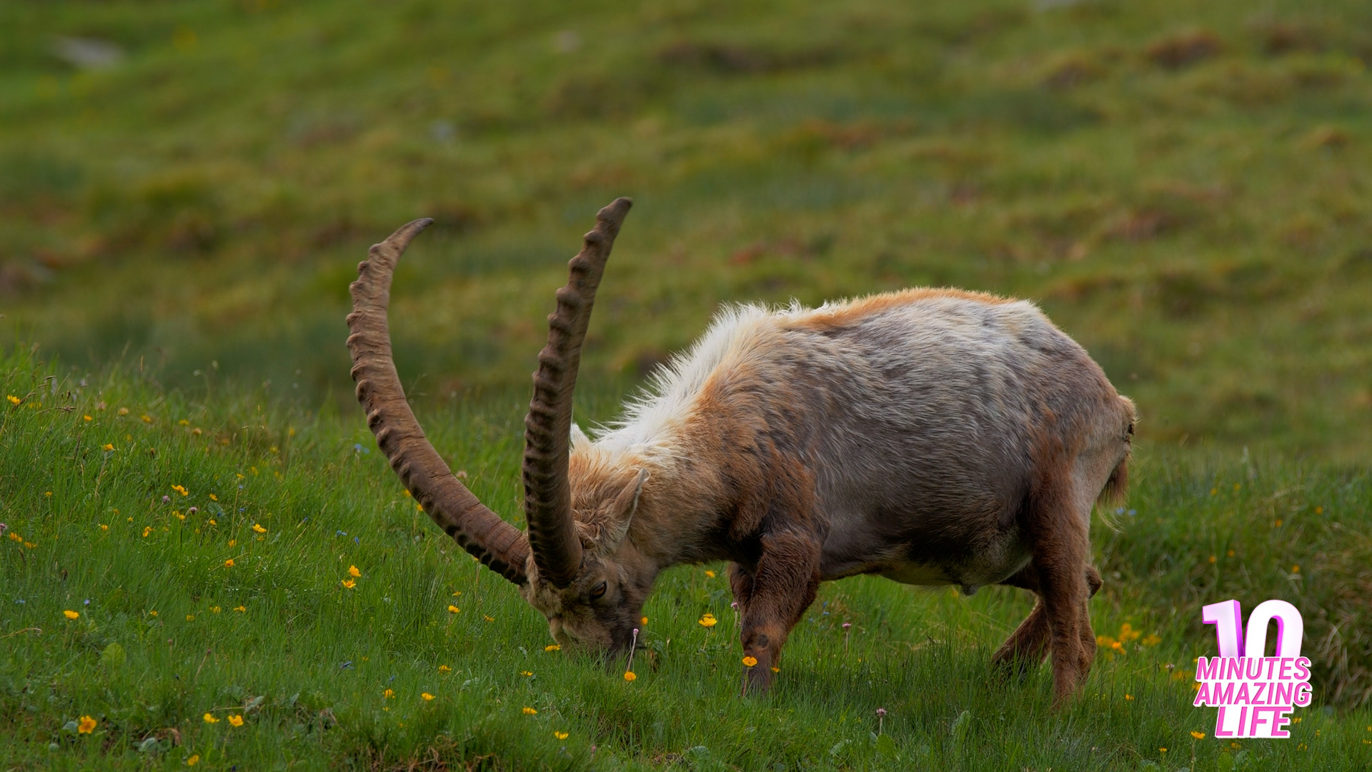 Alpine Ibex Feeding on the Meadow
