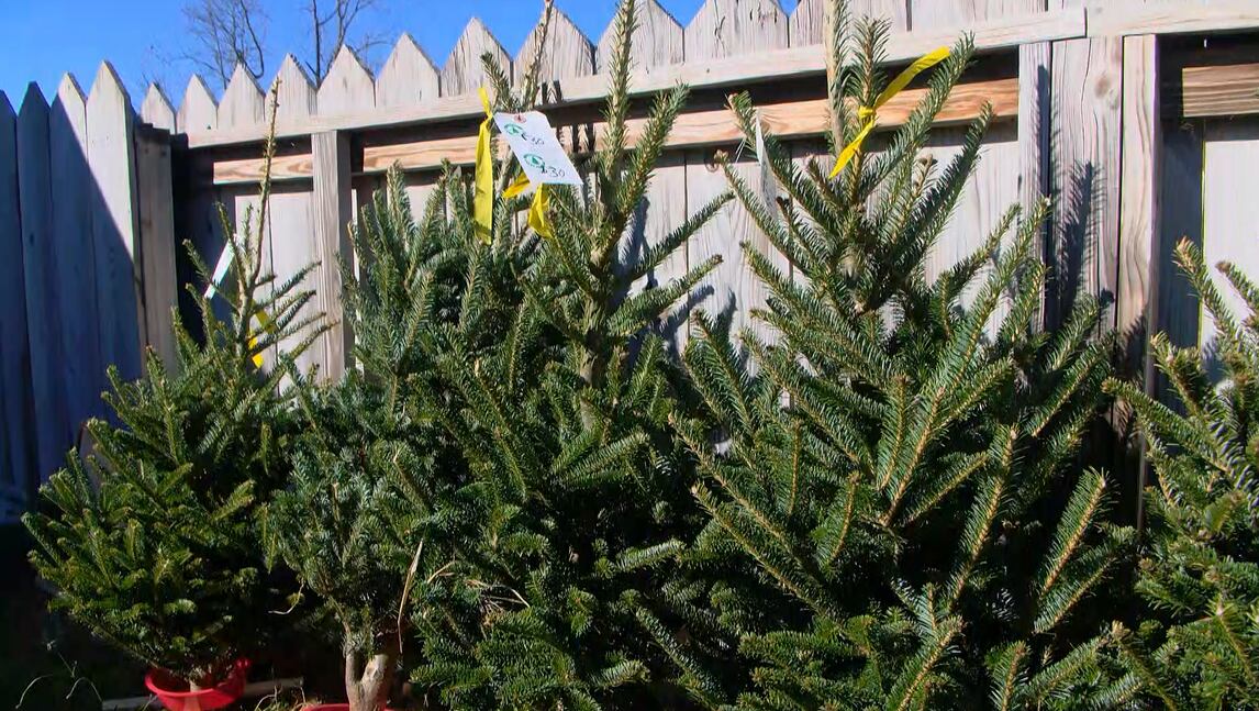 Horry County Christmas tree farmer weighs in on how to pick the perfect ...