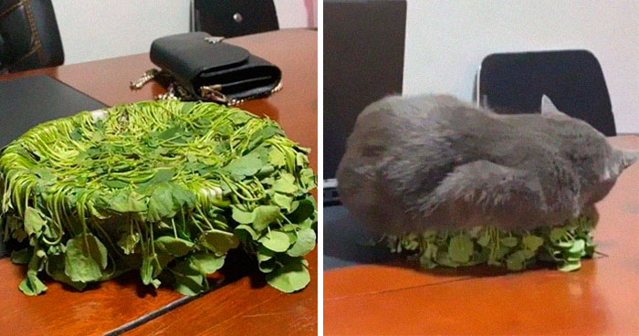 48 Hilarious Cat Posts That You Need To See Right Meow (New Pics)