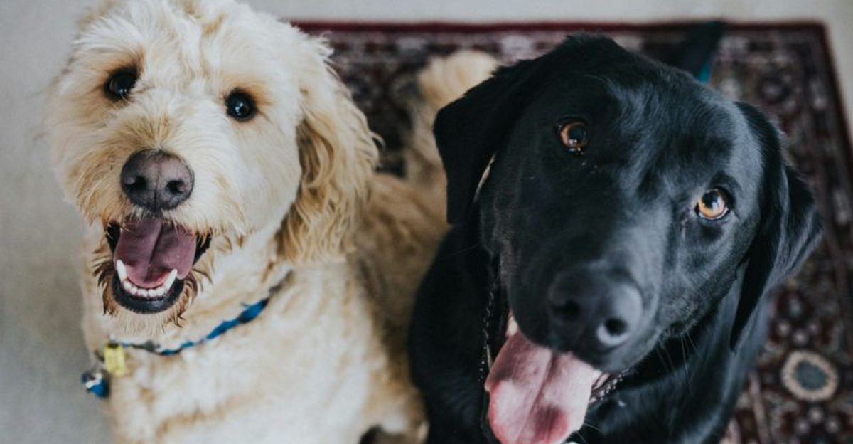 16 Incredible Things Dogs Can Detect That Humans Never Notice