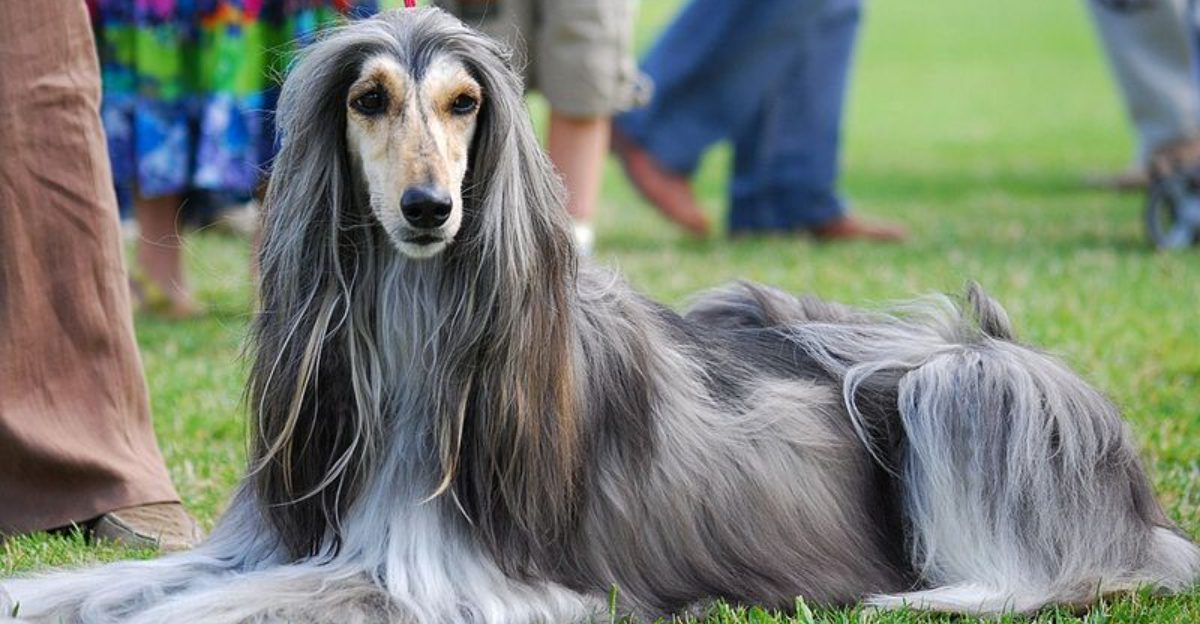 10 of the World's Most Expensive Dog Breeds