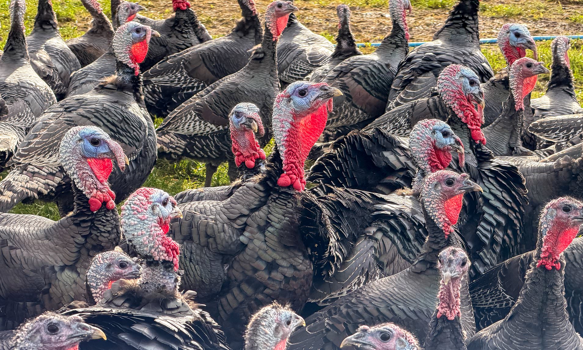 Turkeys in the UK to be vaccinated in a trial amid fears of a Christmas ...