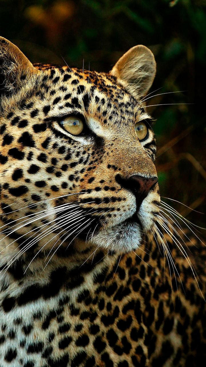 leopard behavior winter: बिबट्या हिवाळ्यातच मानवी वस्तीच्या जवळ का येतो?