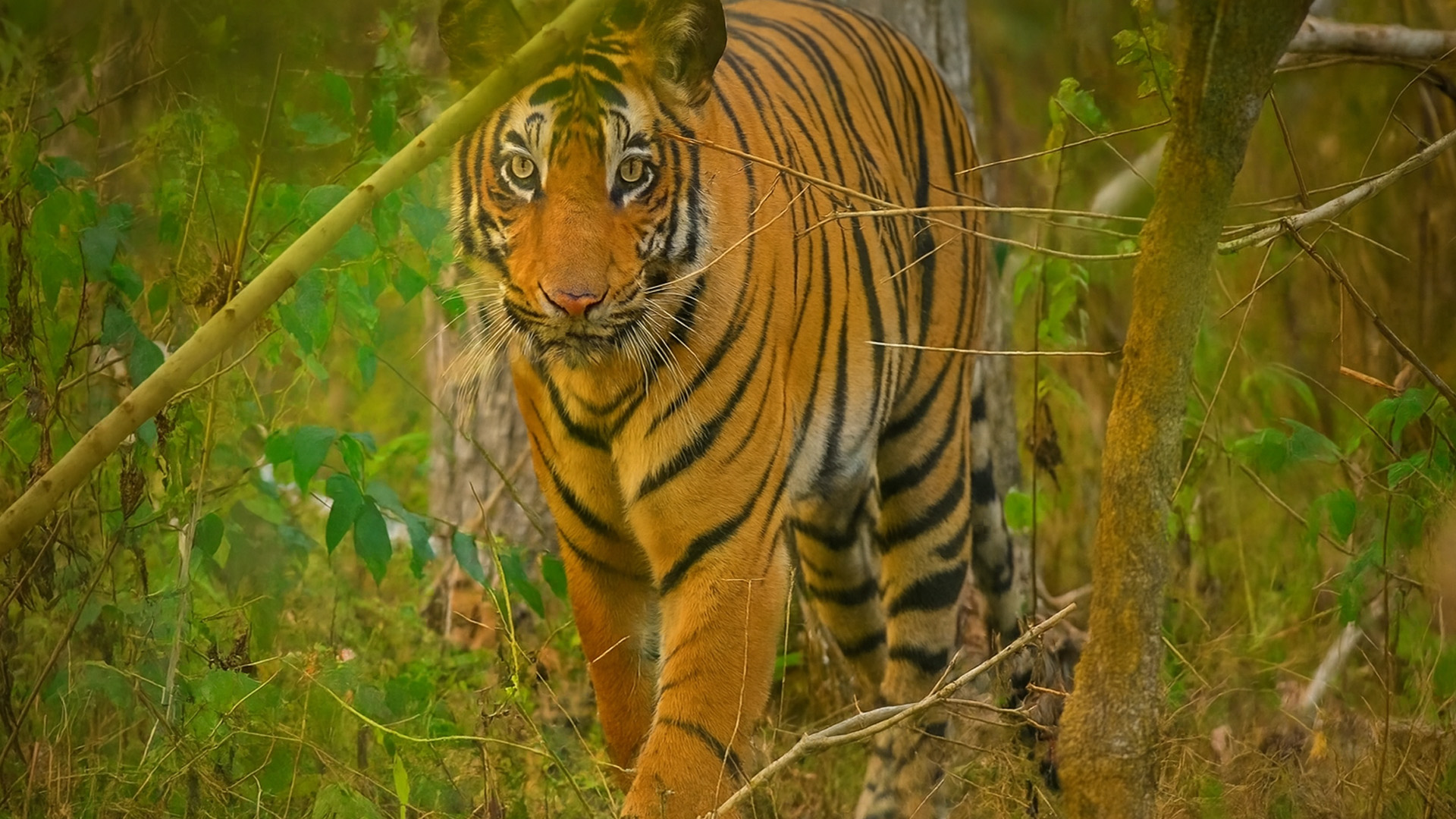 Raja Hutan yang Diam