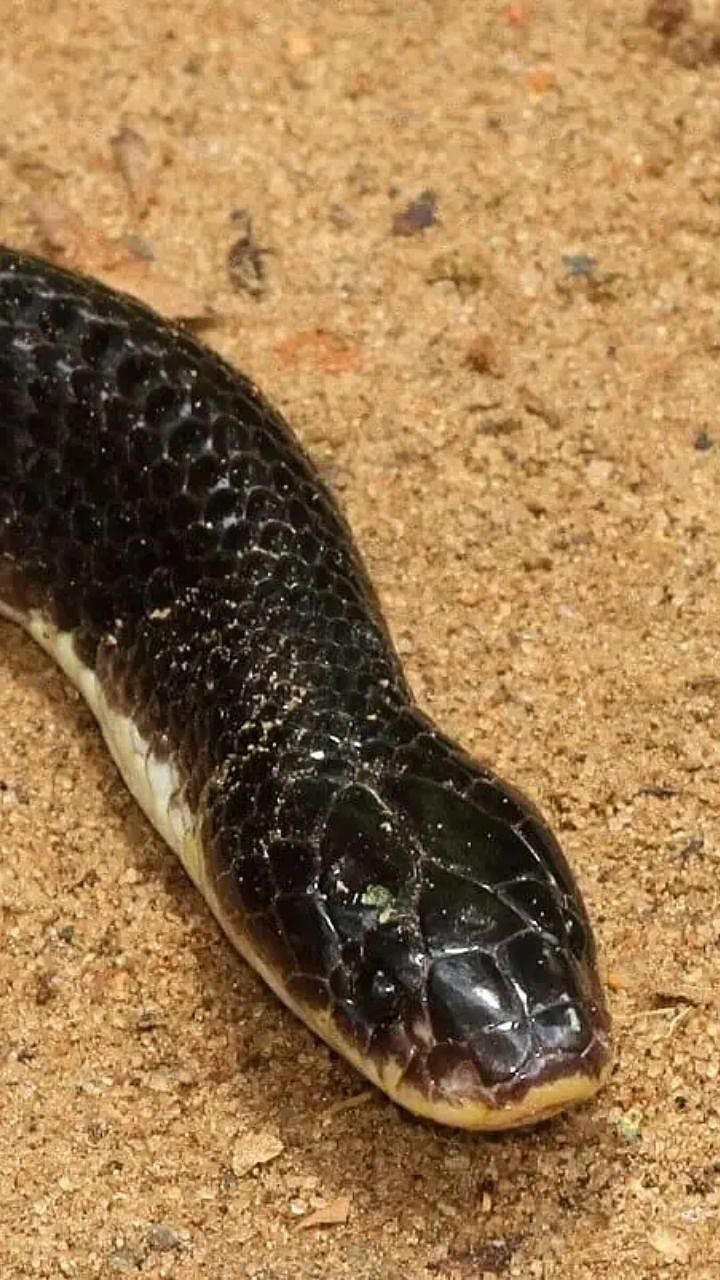 Most Dangerous Snake | भारतातातील प्रमूख चार विषारी सांपापैकी ‘हा’ आहे ...
