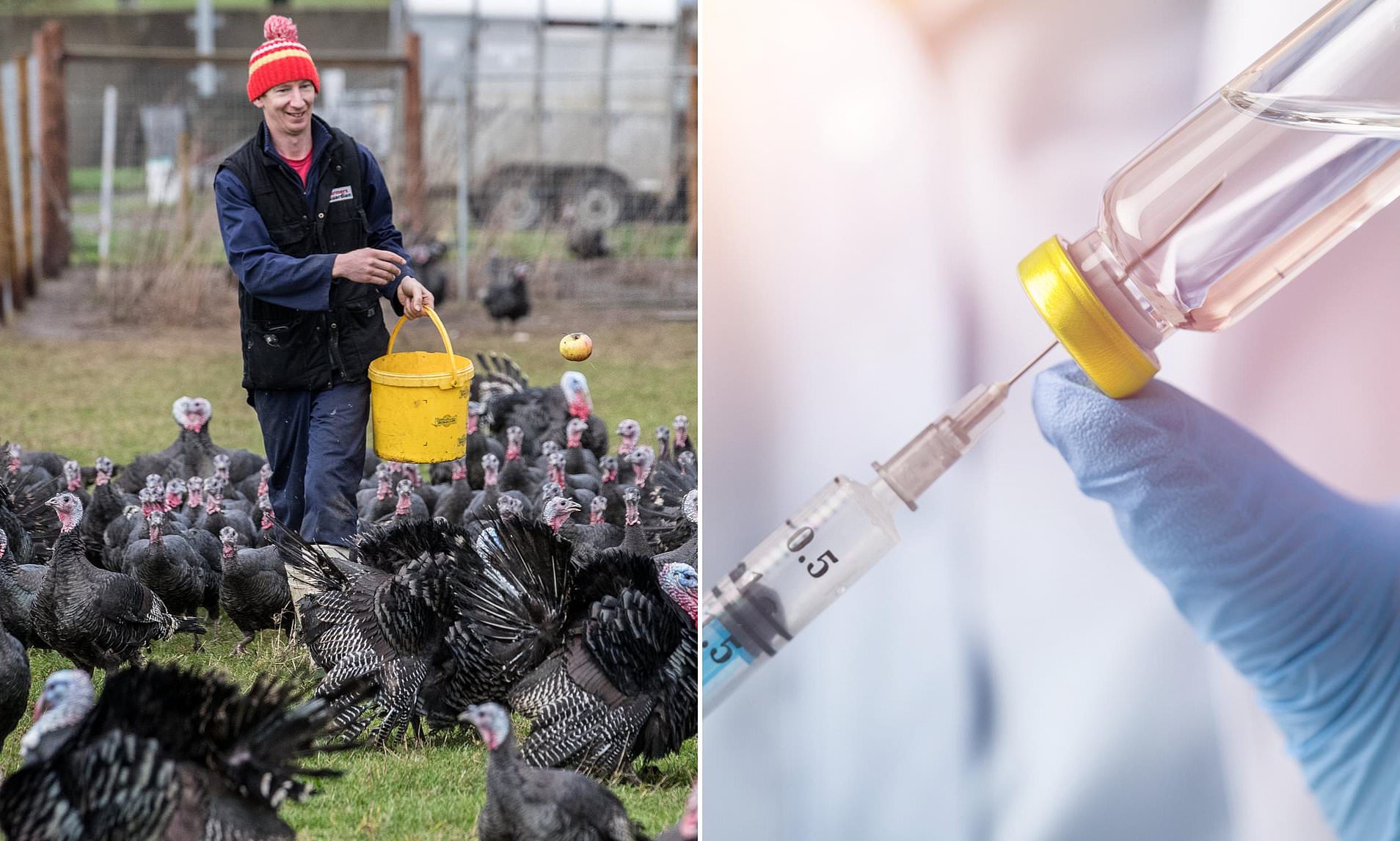 Turkeys in the UK to be vaccinated in a trial amid fears of a Christmas ...