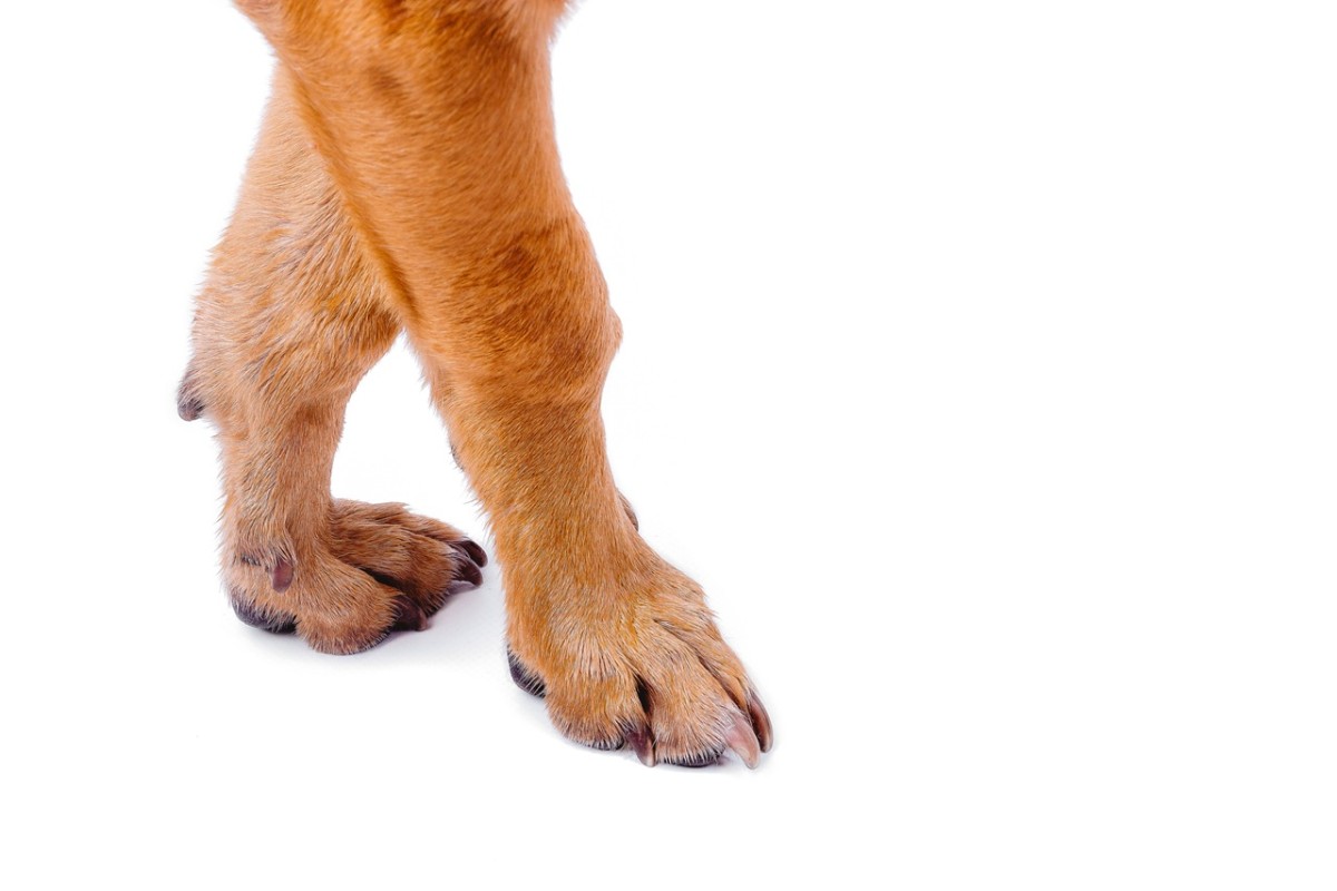These 6 Dogs Look Exactly Like Simba From 'The Lion King'