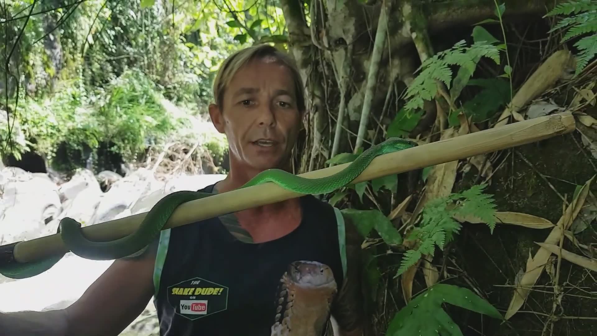 Photo inspiration: Visual Reference: Studying Facts About Various Pit Viper Snake Species And Their