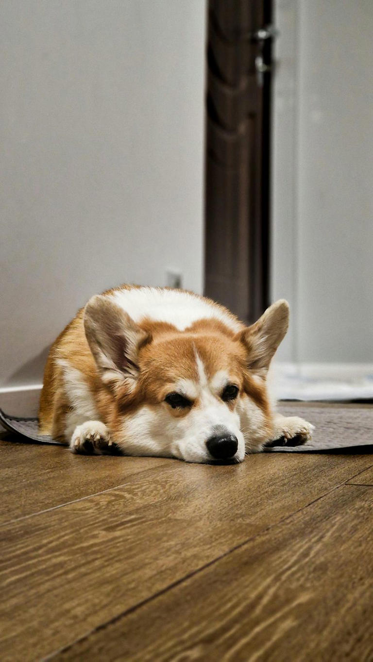 16 Incredible Things Dogs Can Detect That Humans Never Notice