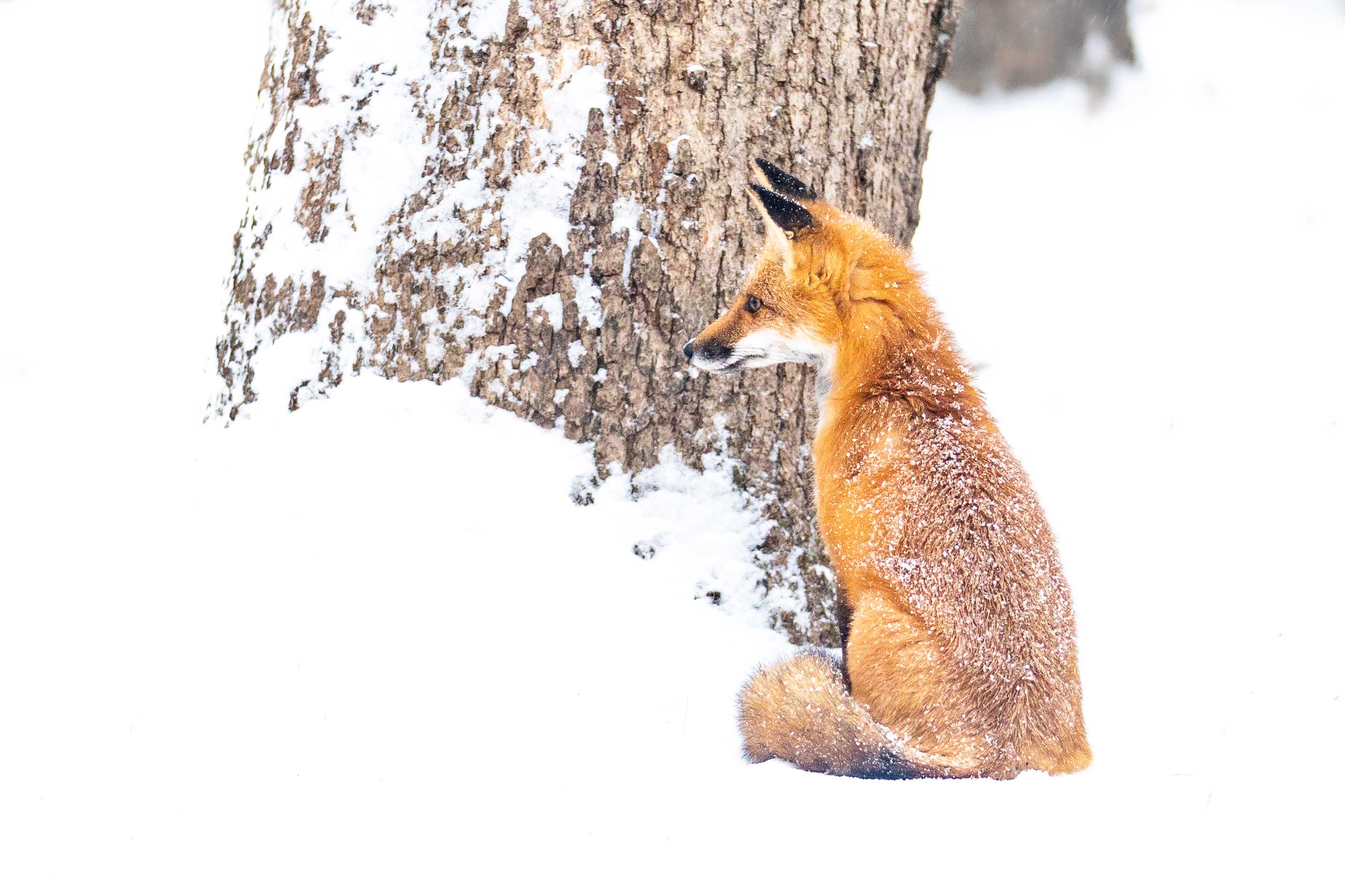 PHOTOS: First big snowstorm blankets central Iowa after Thanksgiving