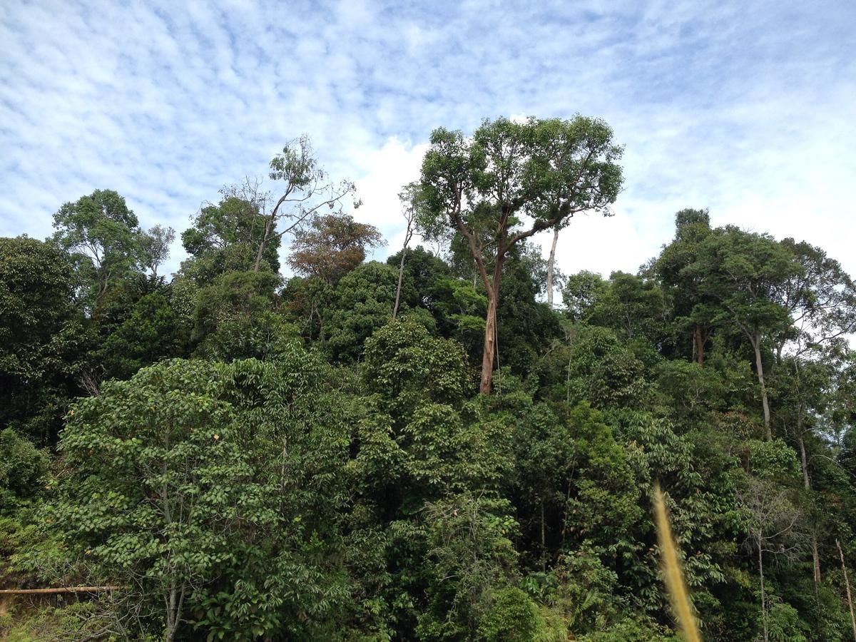 Apakah Kelapa Sawit Menyerap Karbon Dioksida? 2 AA1RrRtg