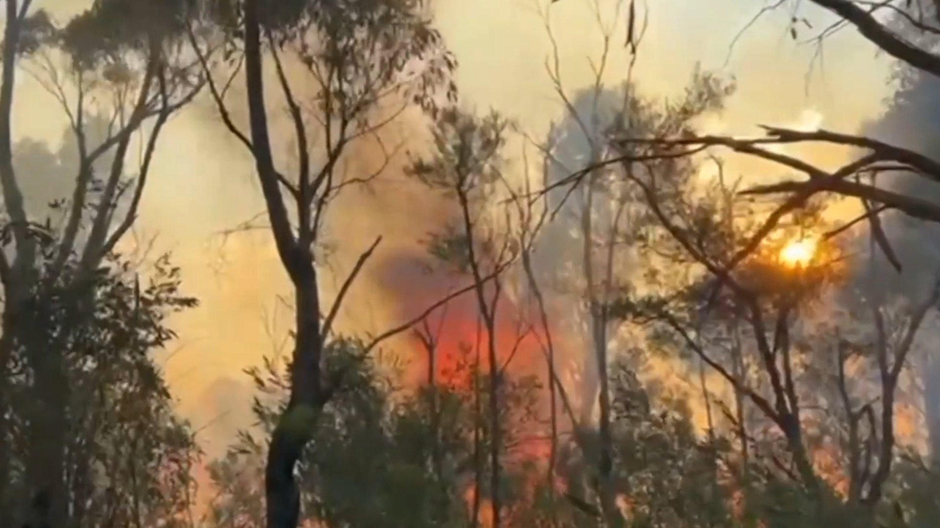 Firefighters extinguish bushfires in parts of New South Wales