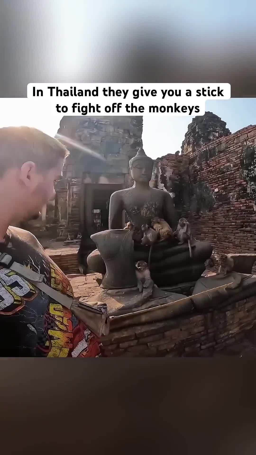 Fighting monkeys in Thailand
