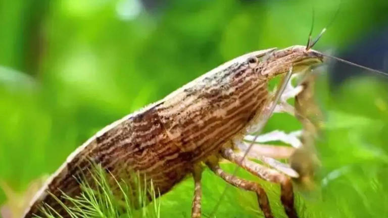 Bamboo shrimp rediscovered in India after 72 years revealing hidden ...