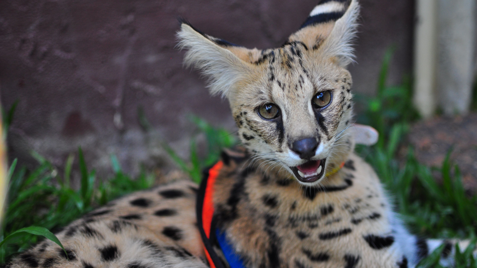 Discover The Most Unusual Pets Ever Owned