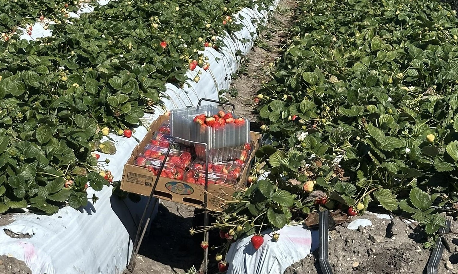 Urge tecnificar el campo antes de 10 años: Codeen