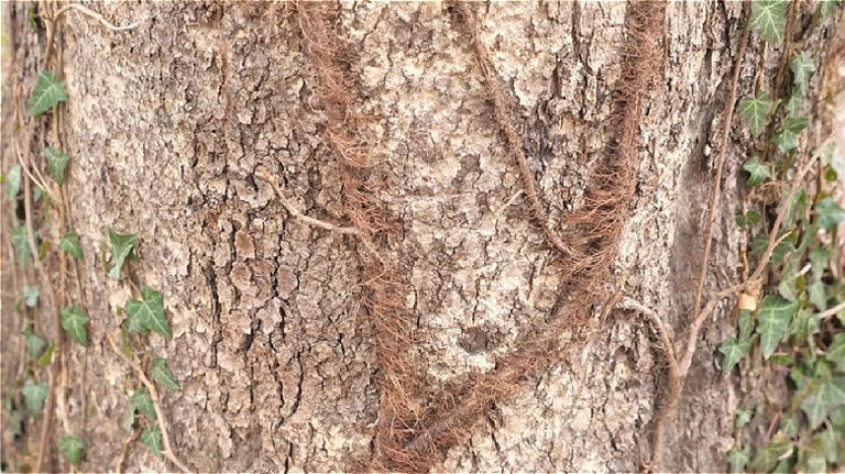 Poison Ivy Goes Incognito In Winter—here's How To Spot It Without The ...
