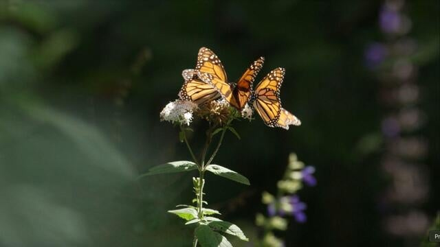 Scientists use radio tags to unlock monarch butterfly migration clues ...
