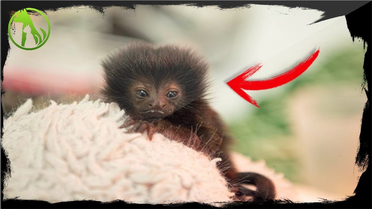 Dedicated Keepers Rescue a Little Monkey Rejected By His Mother