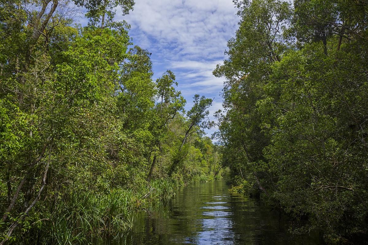 Apakah Kelapa Sawit Menyerap Karbon Dioksida? 1 AA1Rsa8N