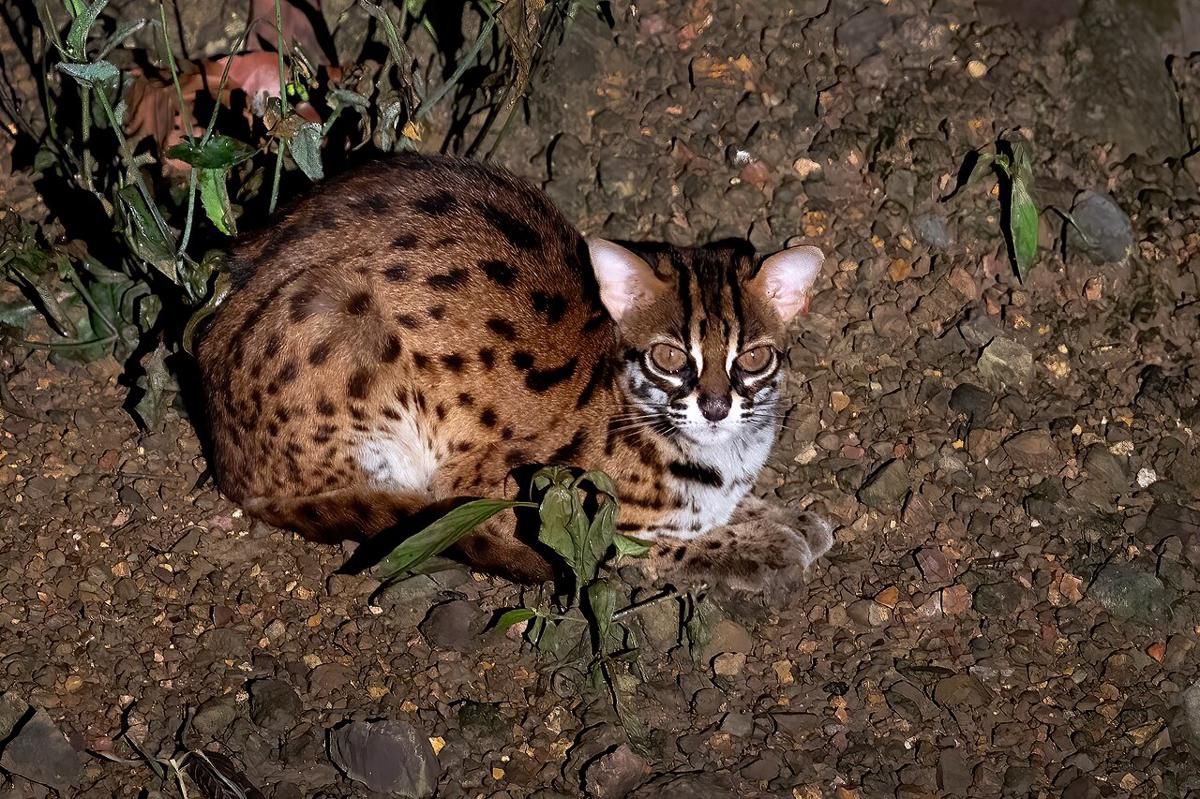 5 Hewan Endemik Tesso Nilo yang Harus Dilindungi! 2 AA1RszWd