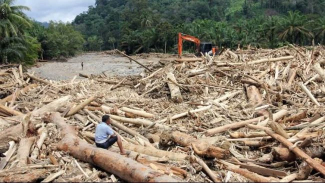 Greenpeace: 21 Persen Hutan Batang Toru Hilang, Perparah Dampak Bencana Sumatra