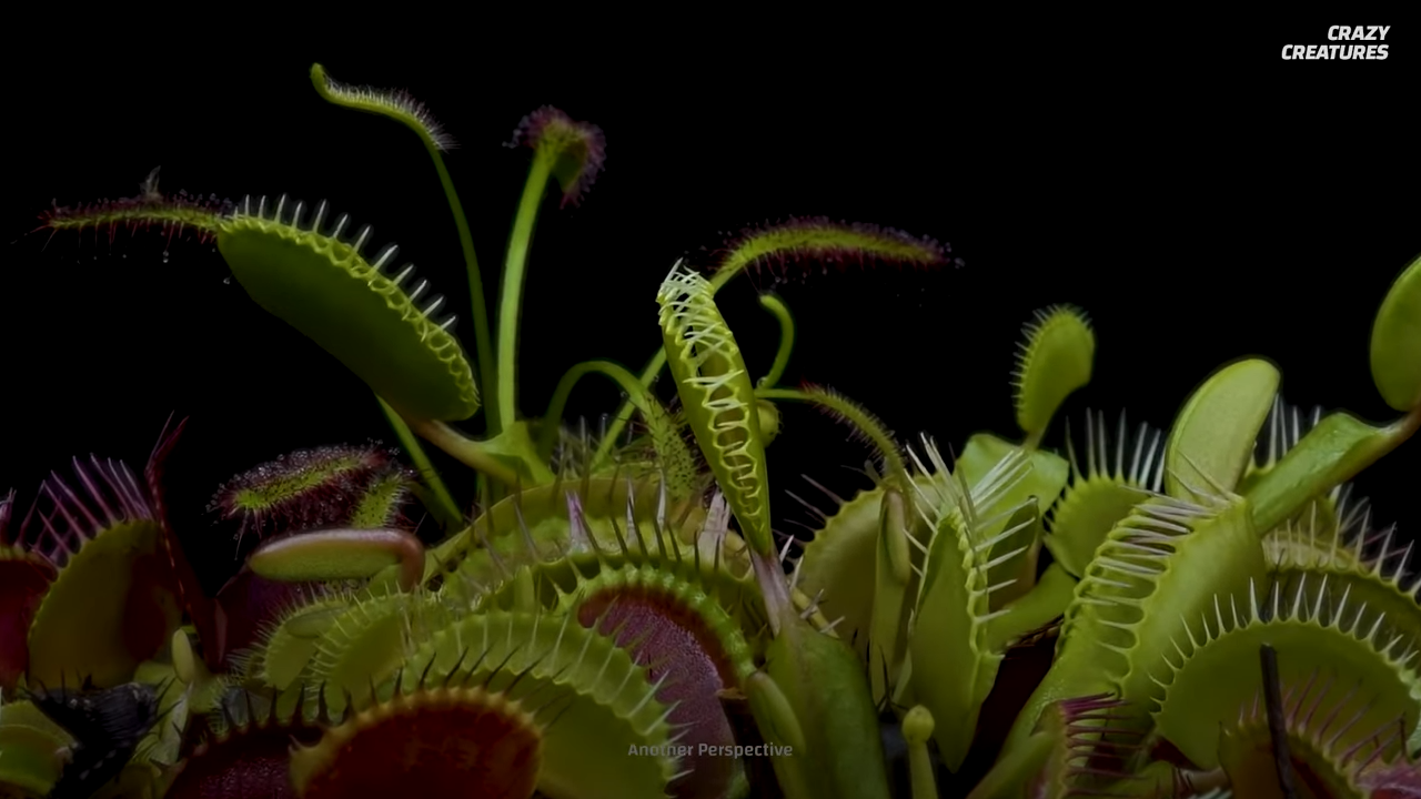 How a simple plant ended up eating some of the weirdest things in nature