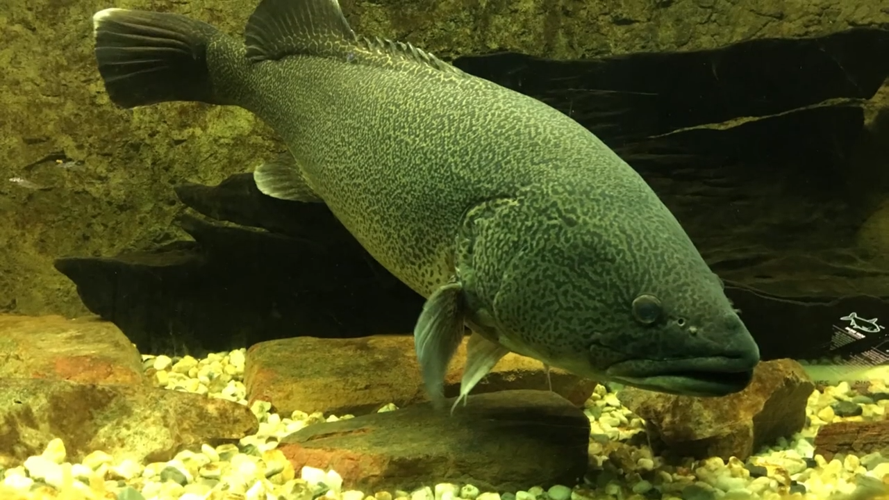 Another round of giant freshwater fish you won’t believe exist