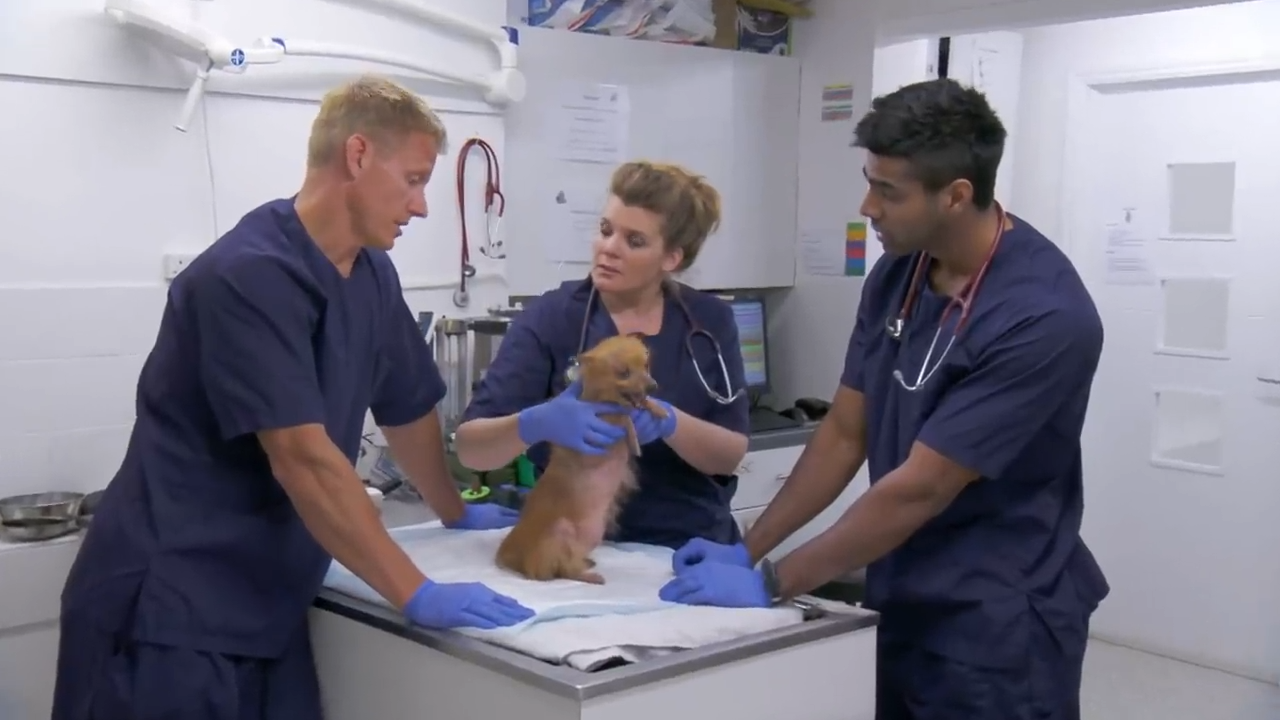 What happened when a starving dog walked into the clinic<br>