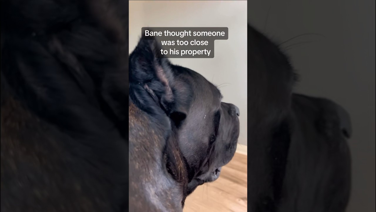 Dog always stays on guard with top-notch protection skills