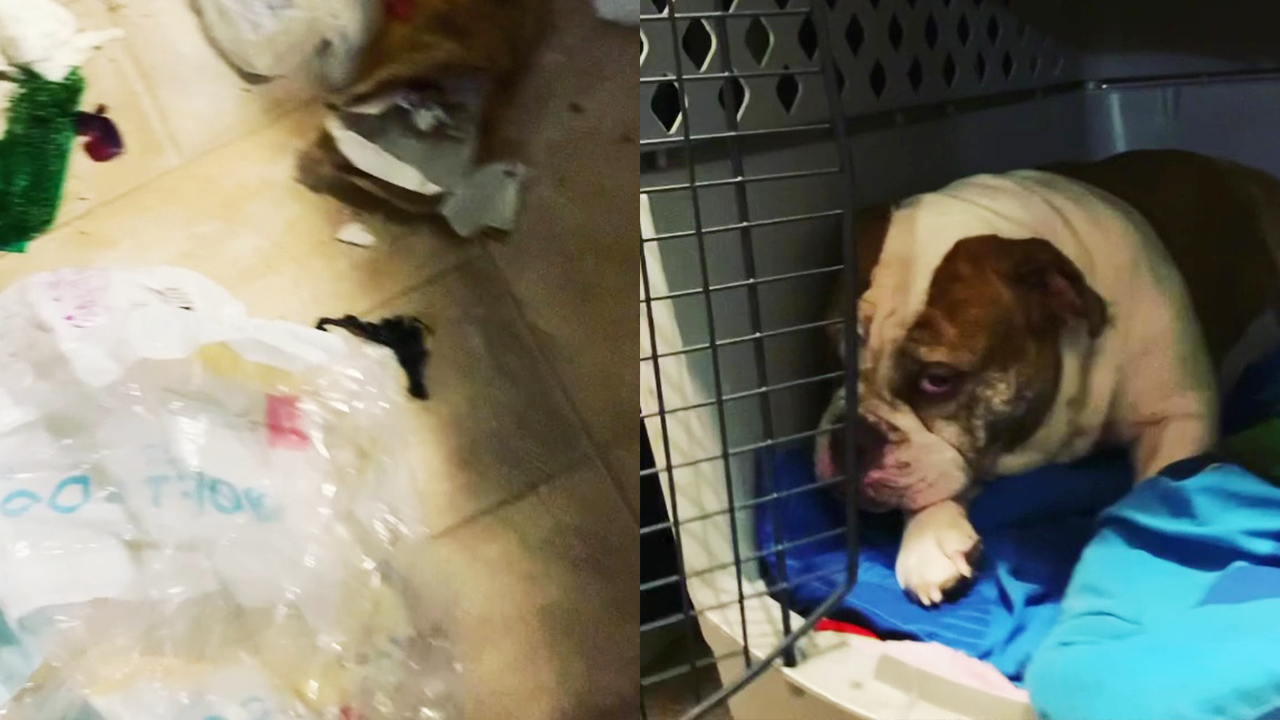 'Guilty bulldog tries to avoid eye contact with owner after thrashing ...