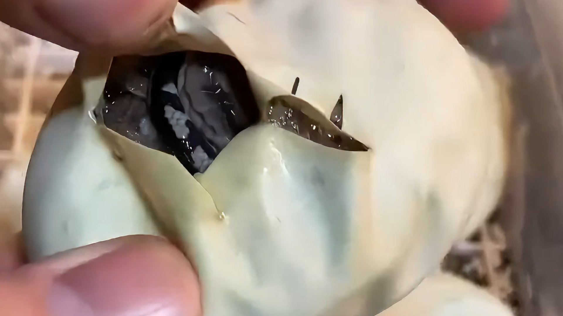 Mojave Ball Python hatch, from start to finish! *full video*