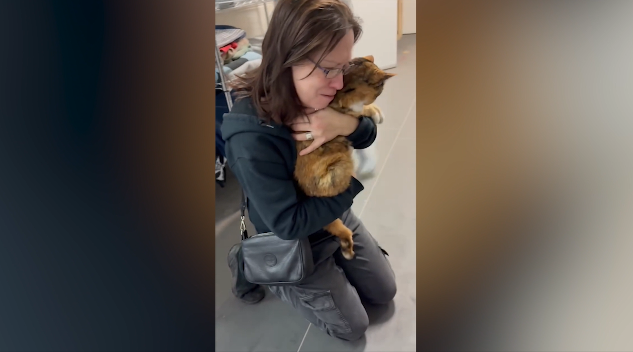 Microchip Reunites Cat With Owner After 8 Years Missing