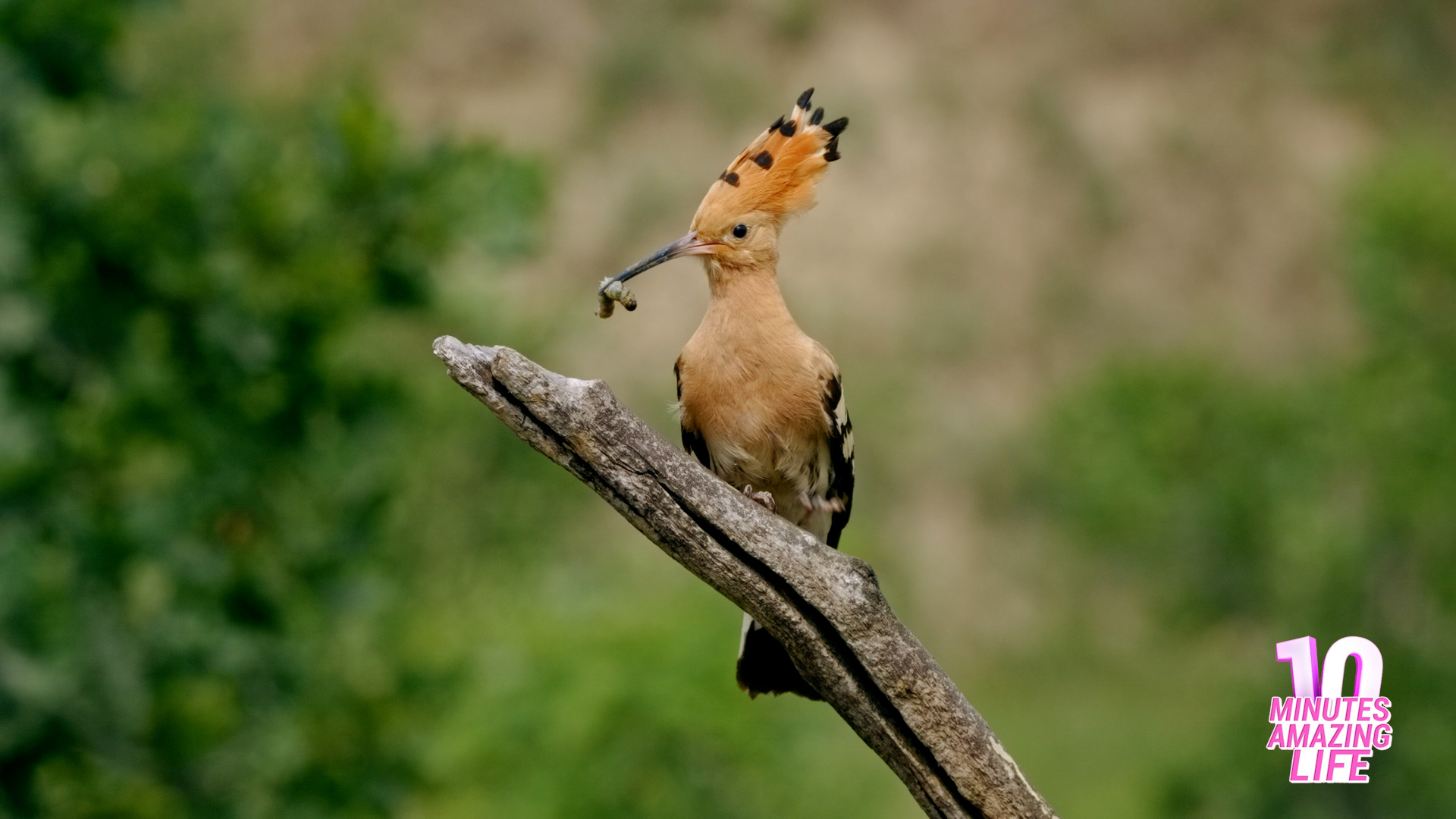 A Hoopoe Perched With Its Catch