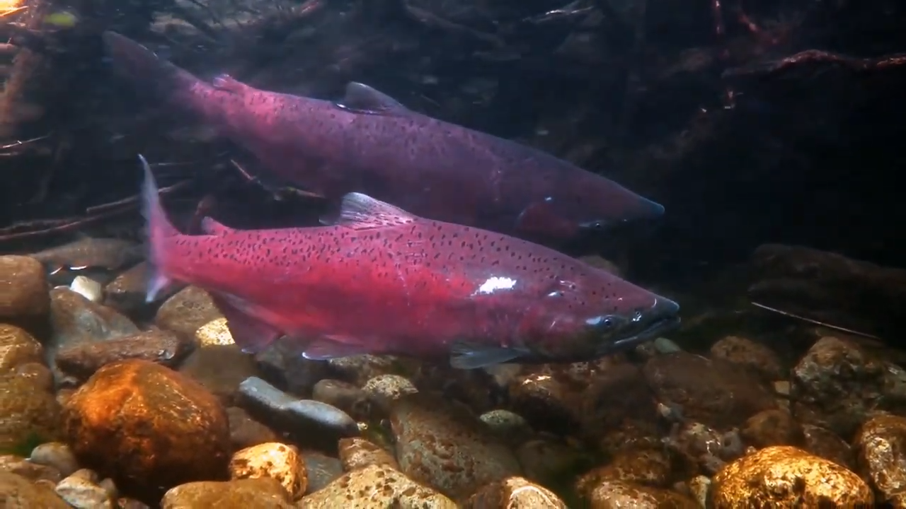 The latest freshwater giants proving rivers still hide enormous predators
