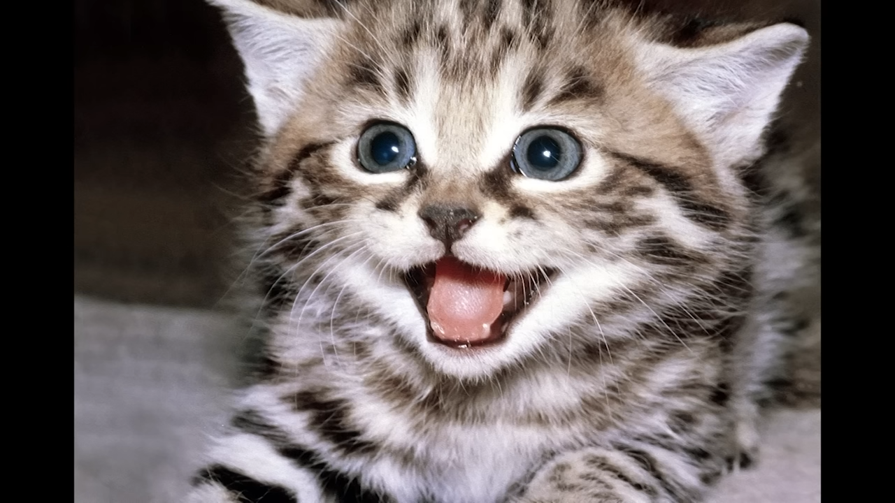 The real differences that separate dog loyalty from cat strategy