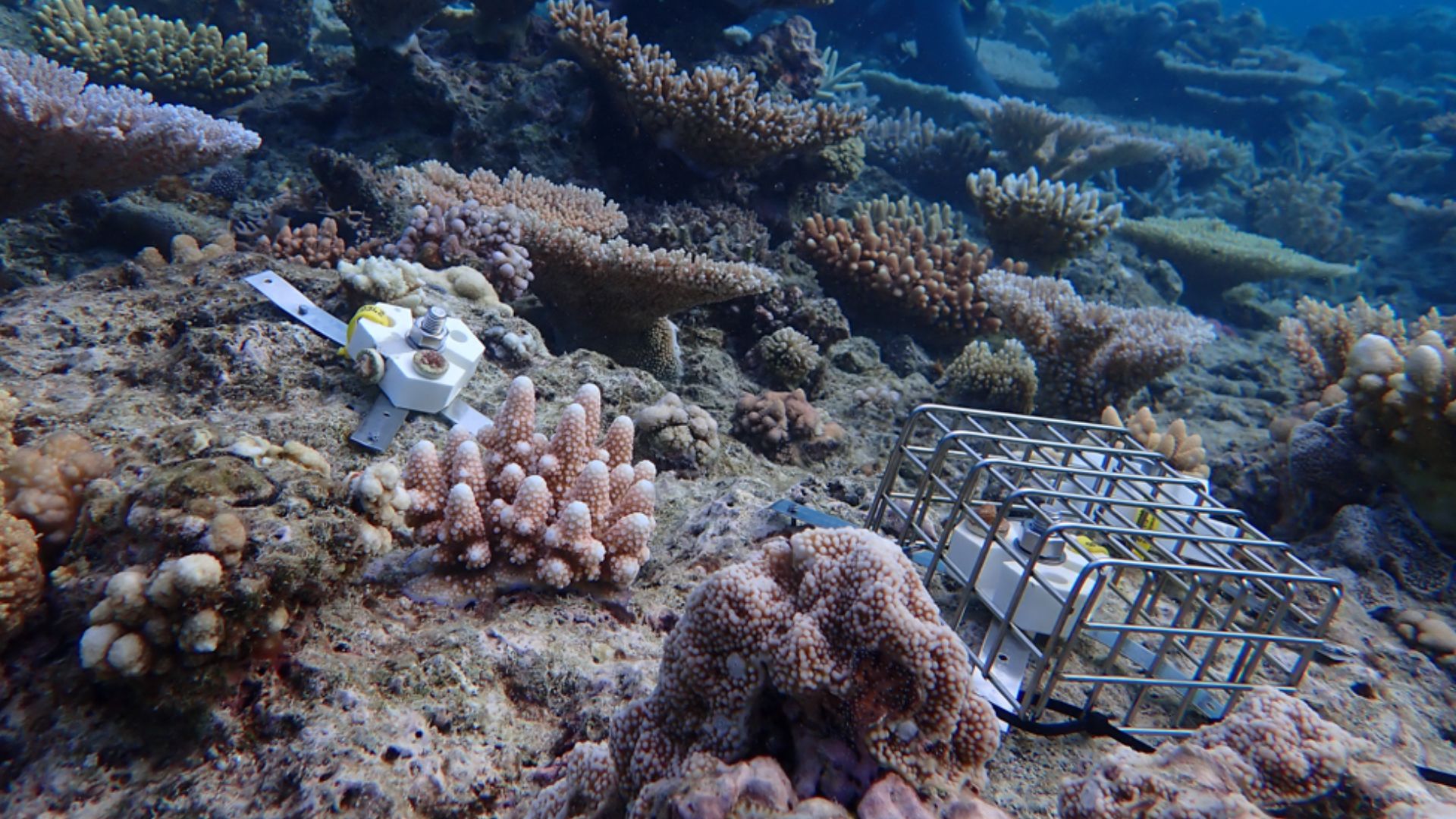 Australia tests new robot system to plant baby corals across the Great ...